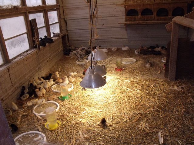 The chicks from the incubator are in their new home now.  These are a mix from different hatches.