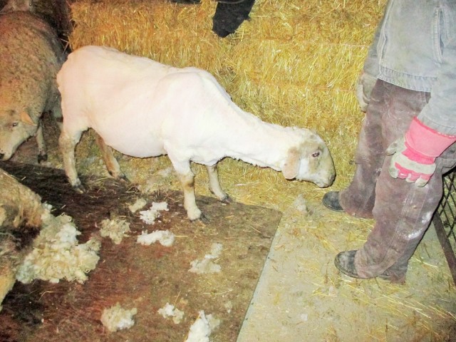 A beautiful birthday suit for this bred ewe, due to start lambing around April 6!