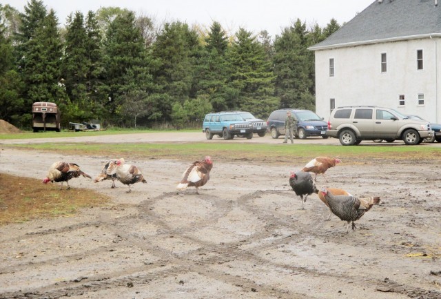 These turkeys are happy having lived through Thanksgiving day.